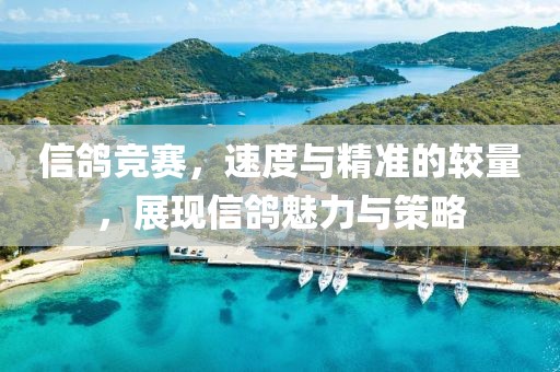 信鸽竞赛，速度与精准的较量，展现信鸽魅力与策略