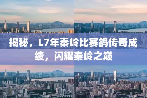 揭秘，L7年秦岭比赛鸽传奇成绩，闪耀秦岭之巅