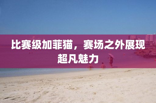 比赛级加菲猫，赛场之外展现超凡魅力