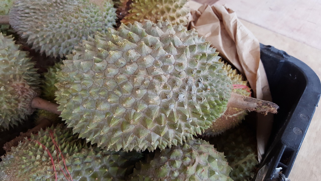 泰国榴莲的季节魅力与上市时间解析