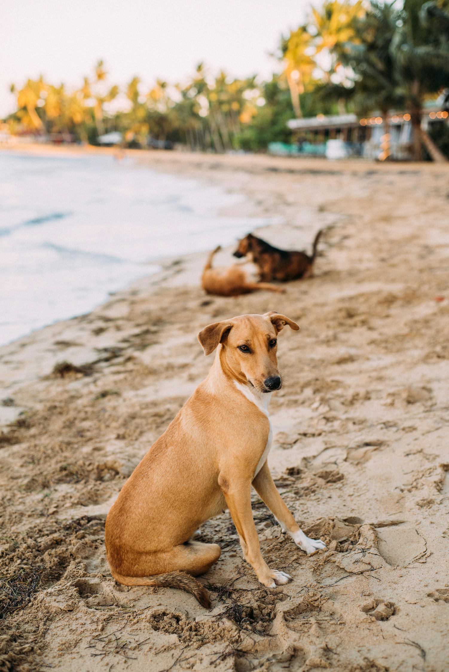 中国狗狗比赛，展现犬界风采的竞技舞台