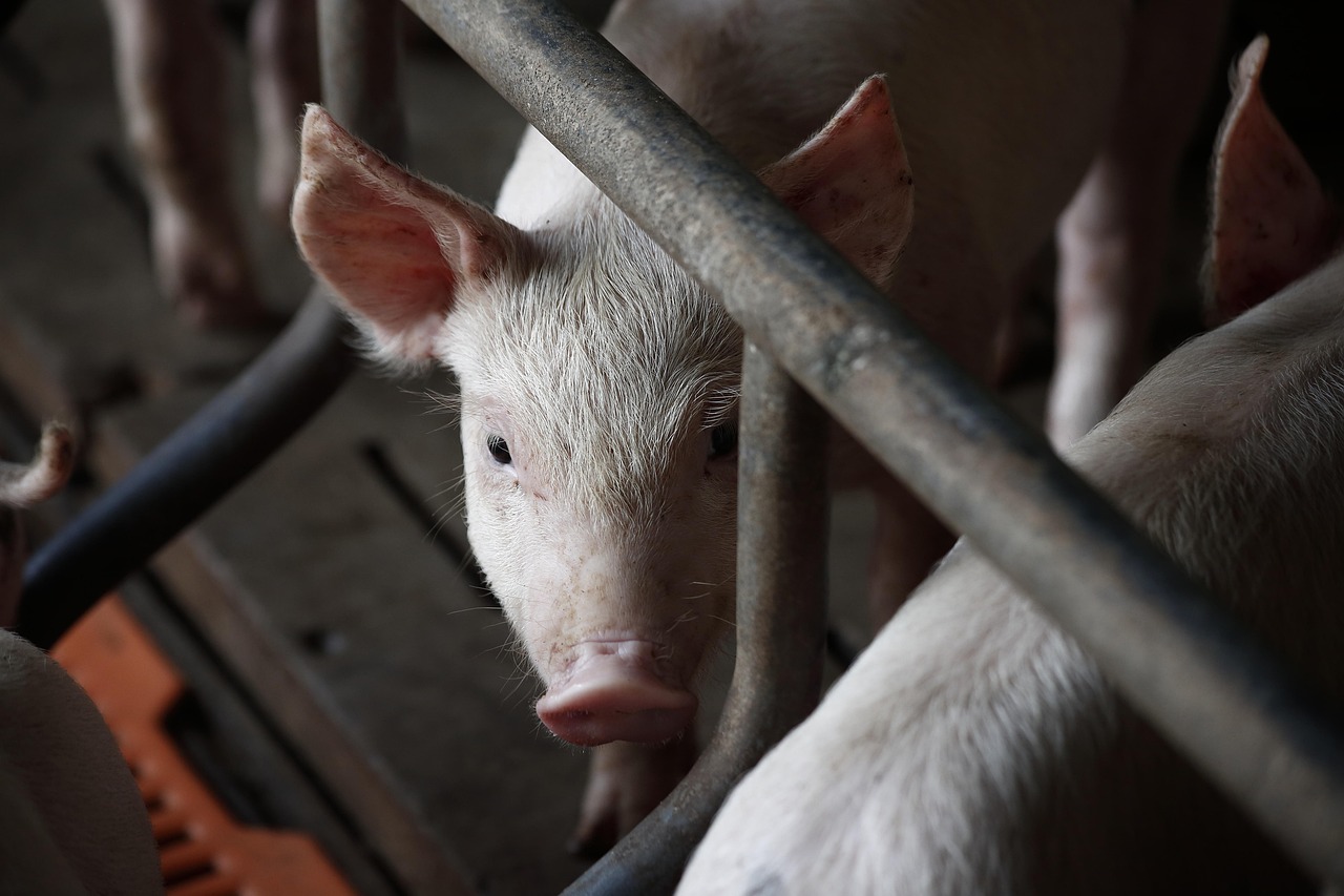 最新猪肉价格动态，市场走势、影响因素与未来预测分析