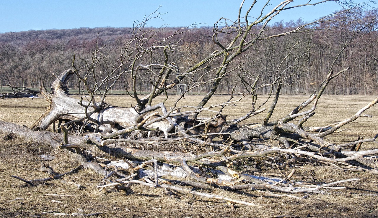 湖南隆回最新资讯概览,隆回动态更新与资讯汇集