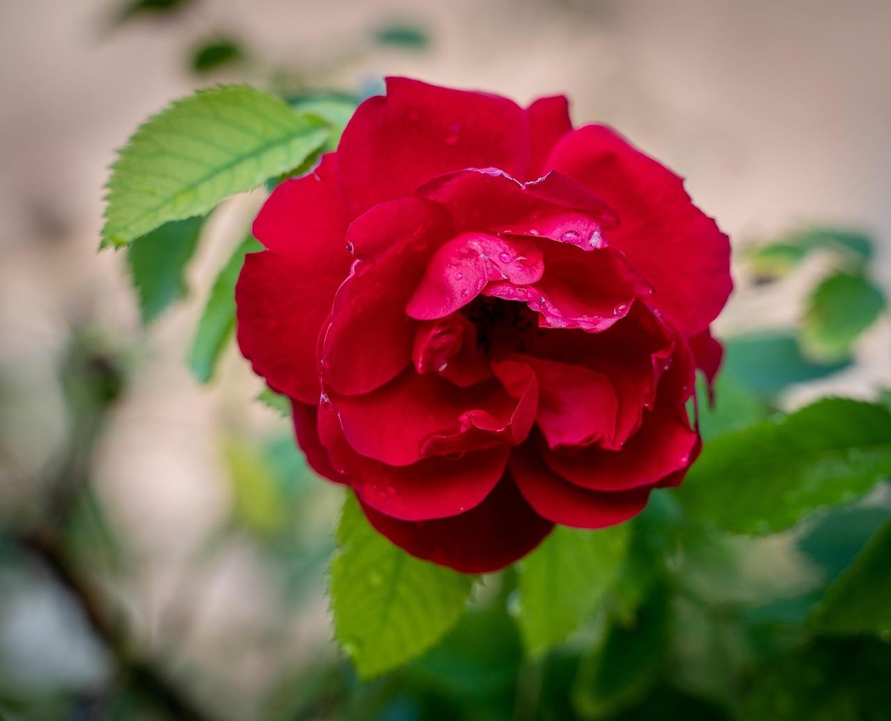 最新桃花美妆技巧,绽放你的美丽光彩