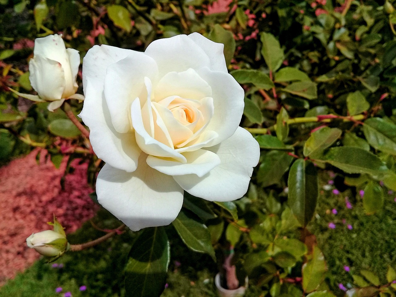 花开无言 第9页