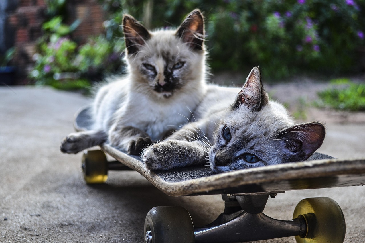 猫咪大战争最新版下载攻略，体验分享与下载指南