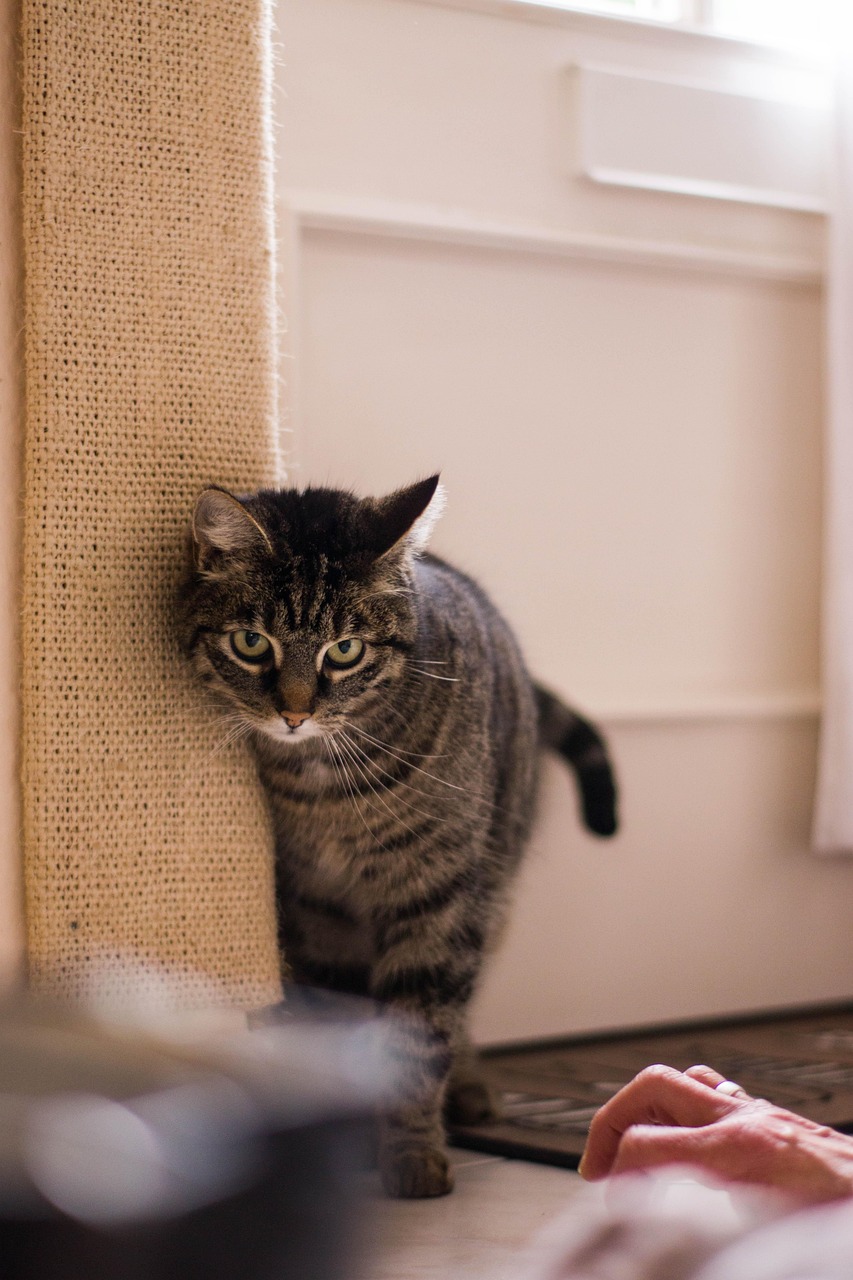 最新猫咪图片下载，探索猫咪世界的魅力与魅力瞬间