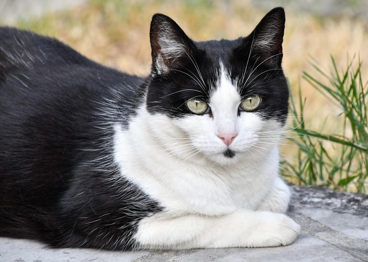 猫脸老太太与电影艺术的交融，一部跨越时空的电影传奇