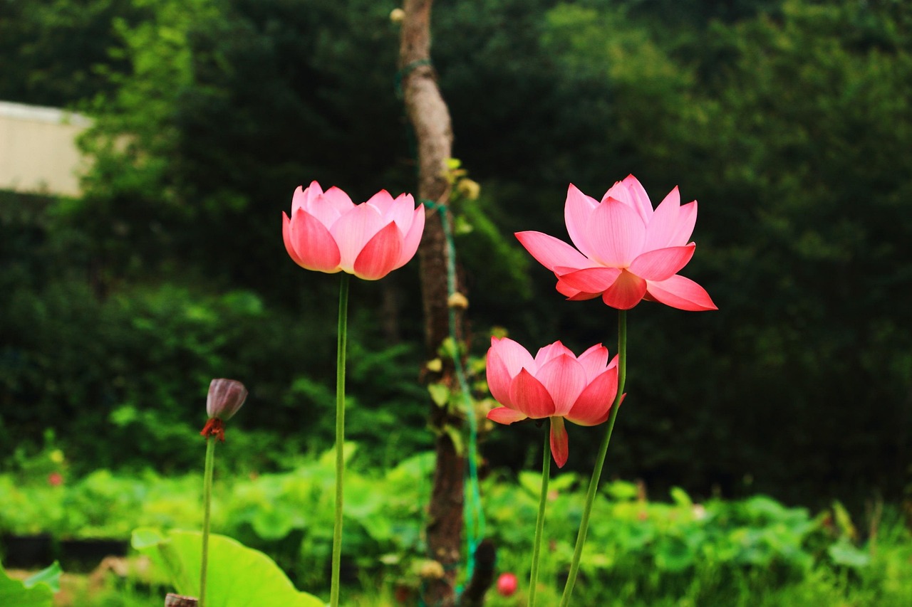乡村变迁与希望，莲花村嫂子的最新章节