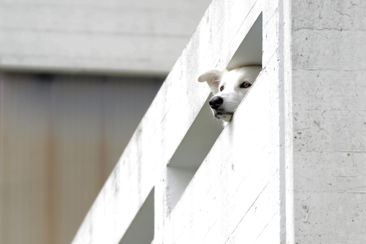 邢三犬舍最新繁育动态，探索未来犬界新星，展望犬界新篇章