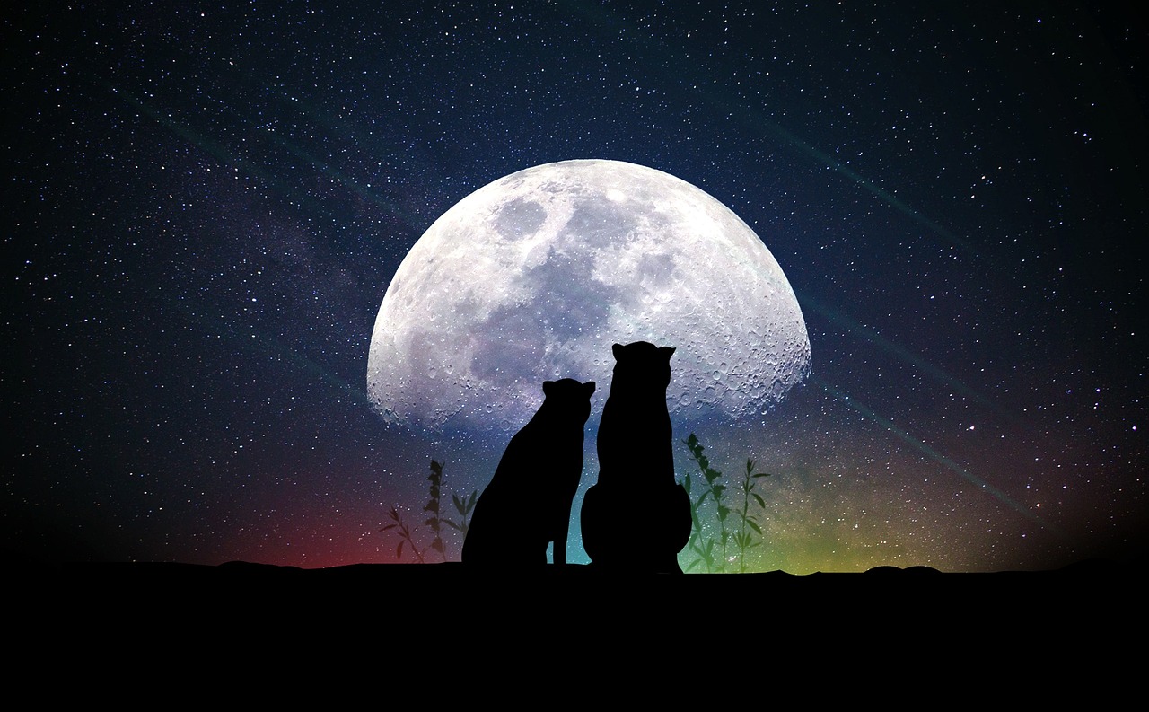 明星俱乐部，探索星光璀璨的殿堂