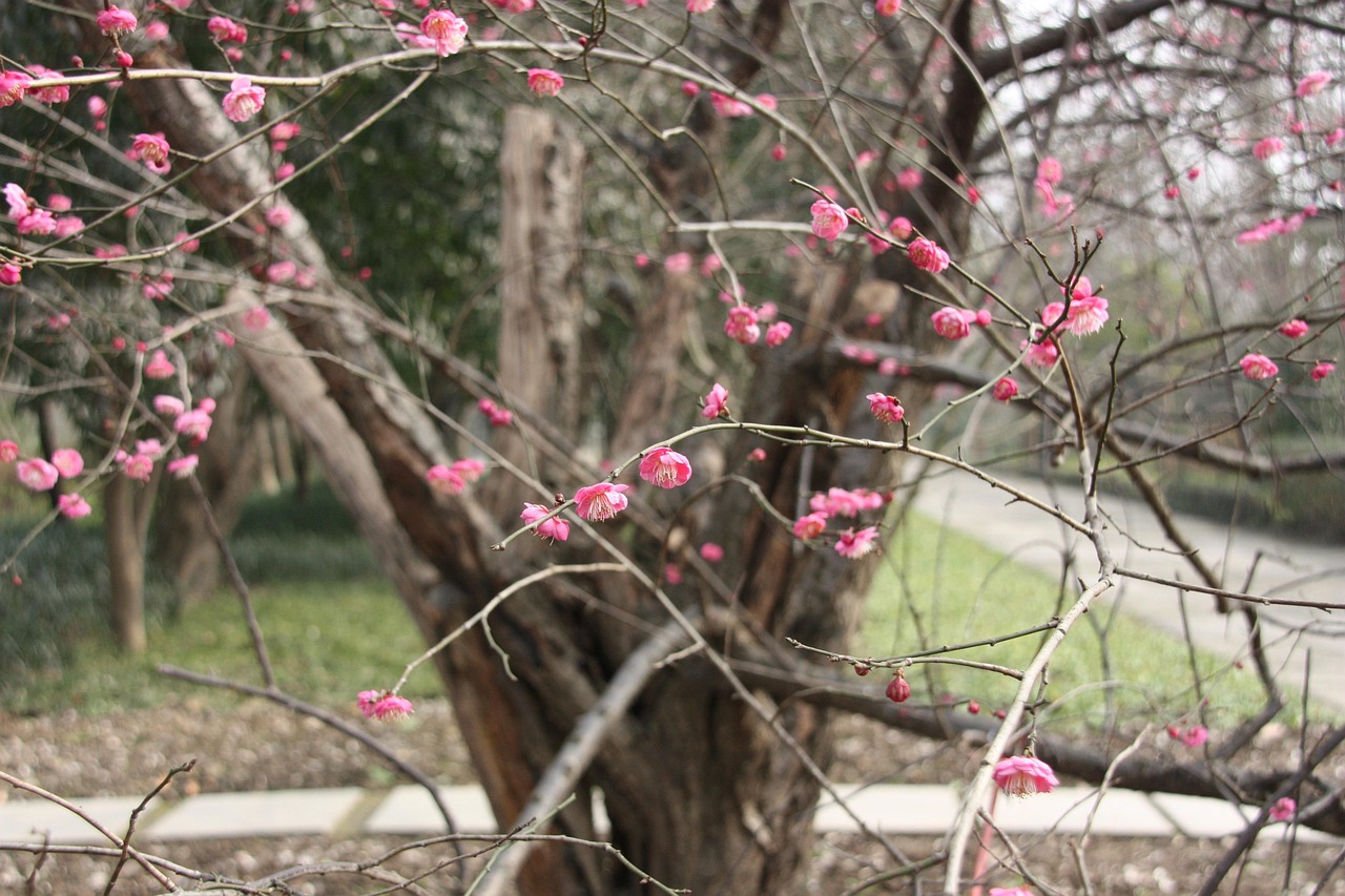 探索梅花诗的魅力，2016正版梅花诗赏析