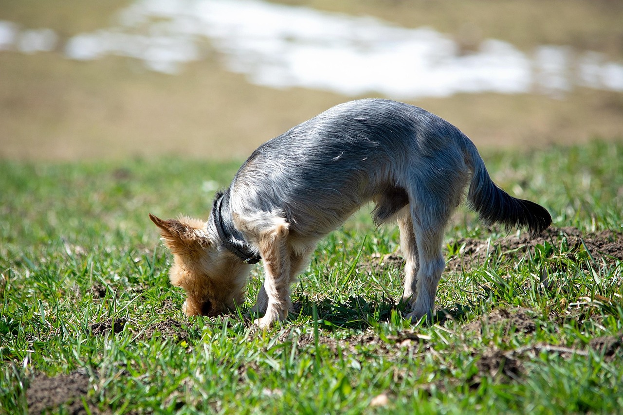 山东犬吧最新资讯，探索山东犬的精彩世界