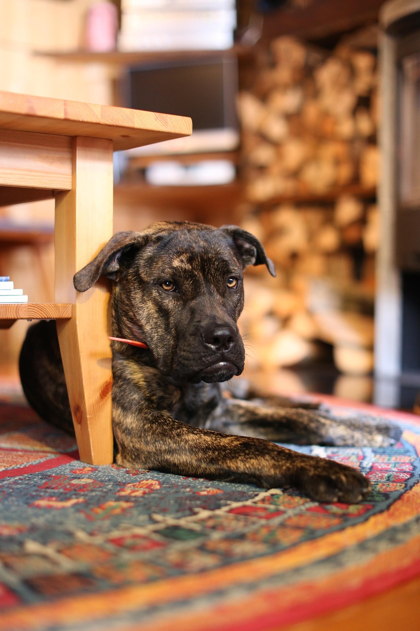 藏獒与藏犬市场，变迁、现状与未来展望