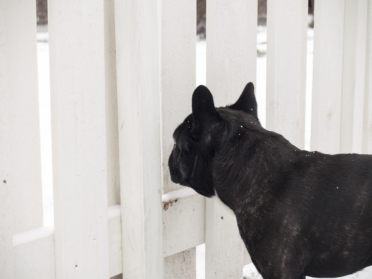 猛犬卡斯罗价格行情分析与市场趋势研究
