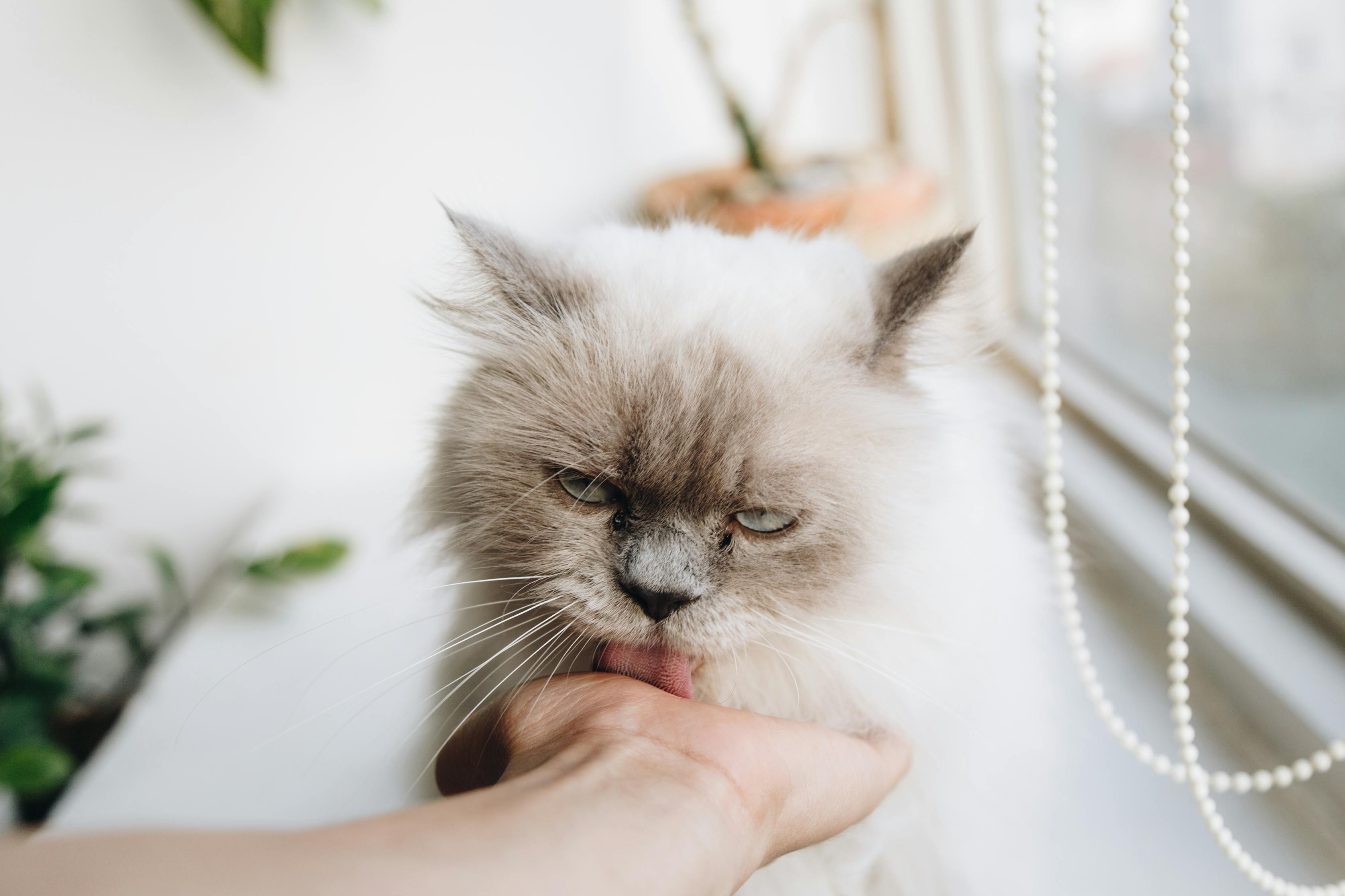 猫咪与动画世界的交融之美，探索有猫动漫的魅力所在