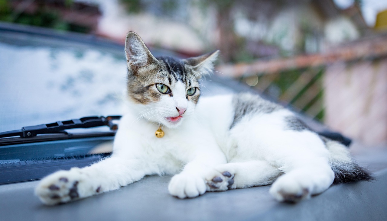 探索猫咪新玩法，与猫的互动乐趣无限延续！