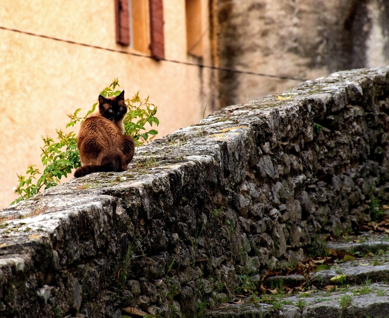 探索猫咪世界，最新版下载安装奇妙之旅启动！
