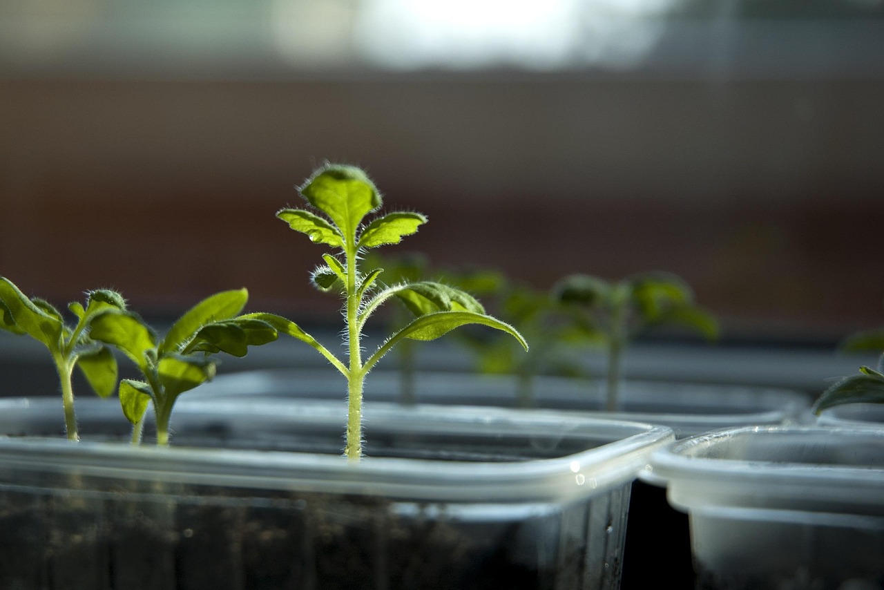 高效、可持续与优质产出的实践路径，最新菜心种植方法探讨