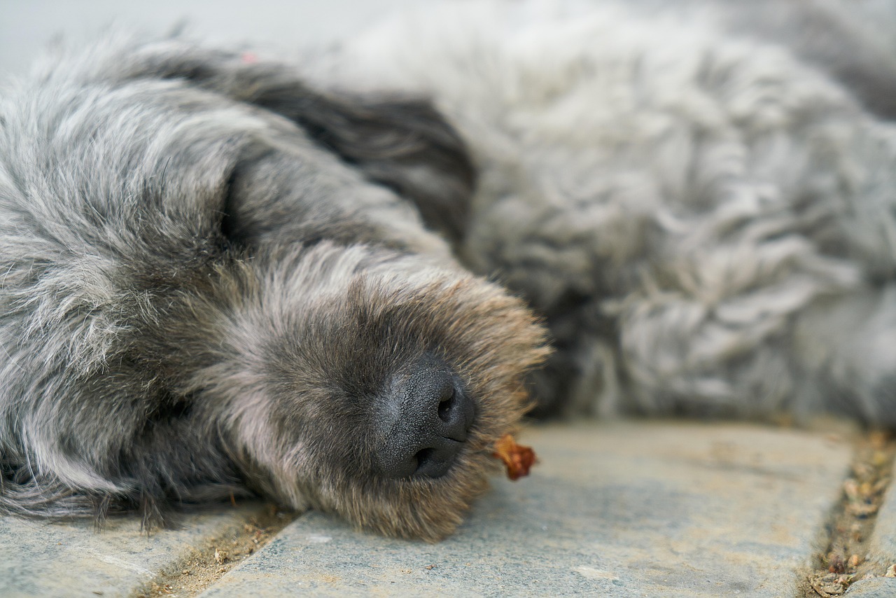 电影我的狗狗男友，人与犬的情感纽带与电影魅力揭秘