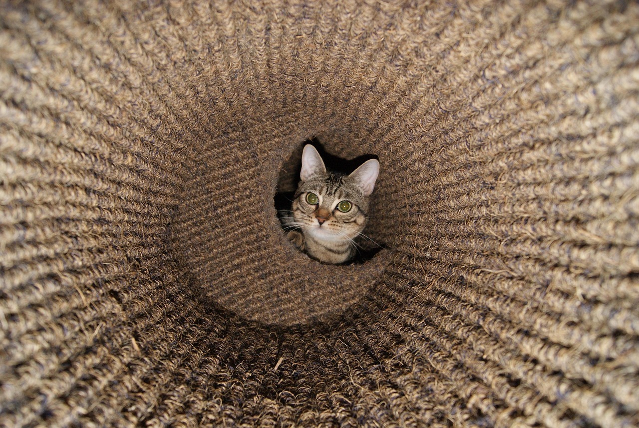 影视猫最新资讯，引领影视潮流，深度洞悉行业动态