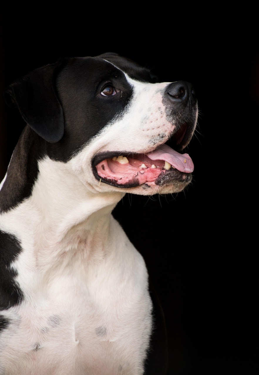 当下热门犬种行情探究，哪些狗狗最受欢迎？