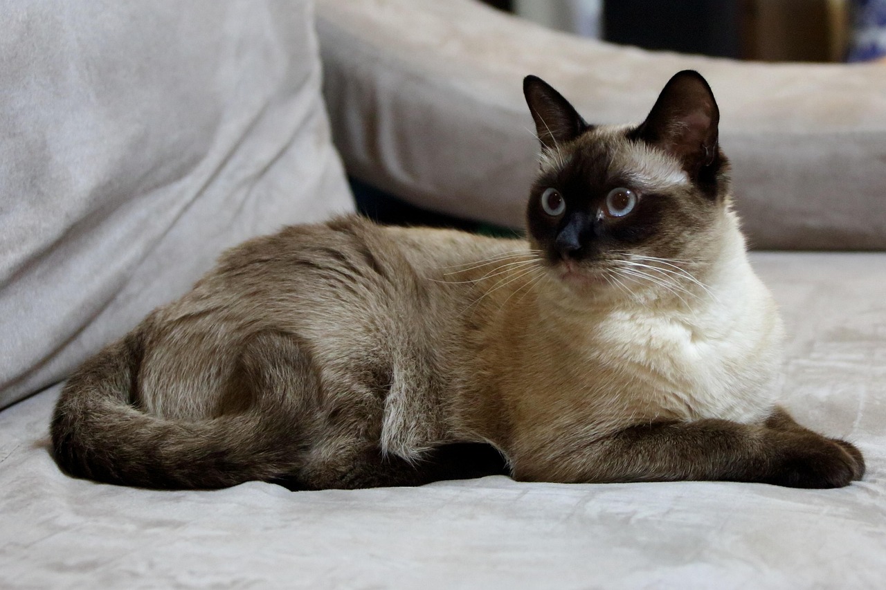 宠物加菲猫价格详解，影响价格因素全解析