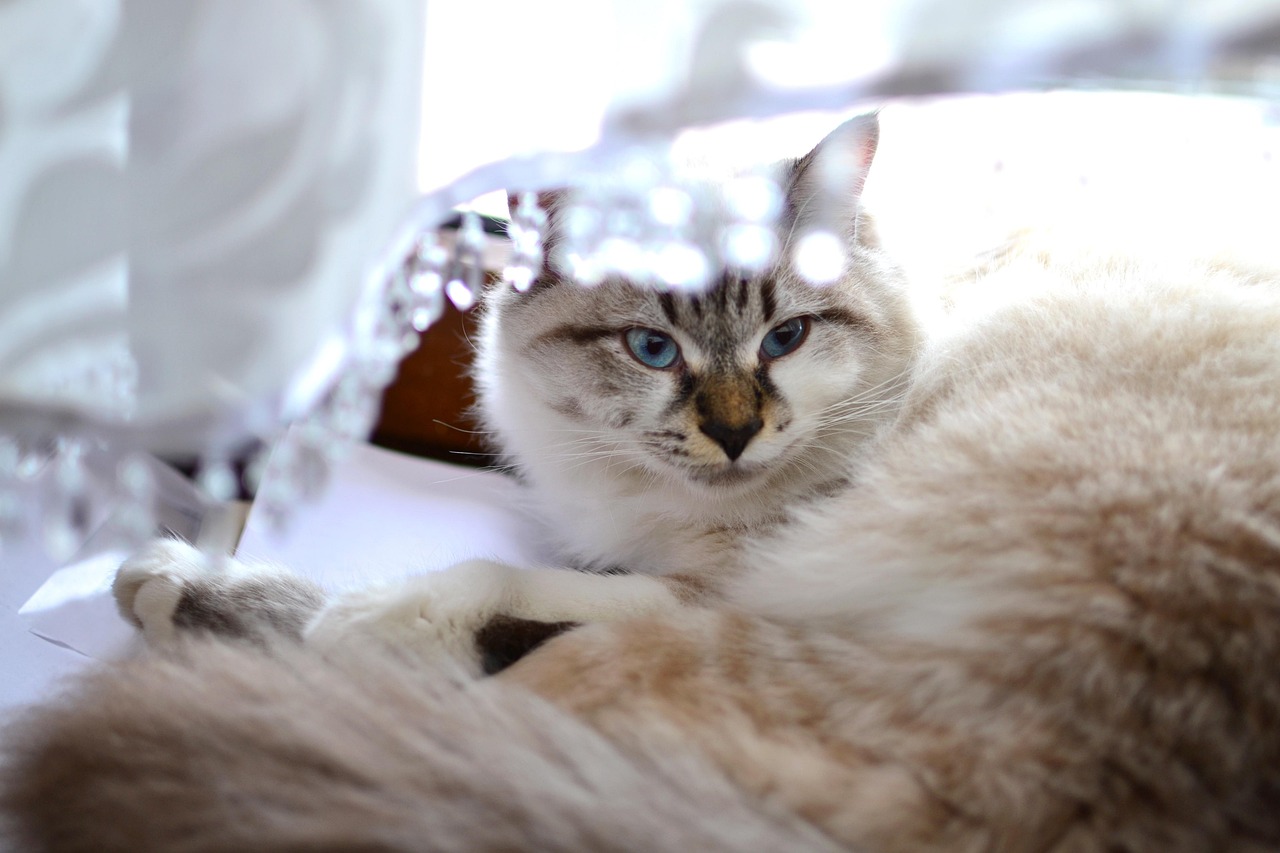 猫与电视的关系揭秘，猫是否会看电视？探讨猫对电视的反应与互动。
