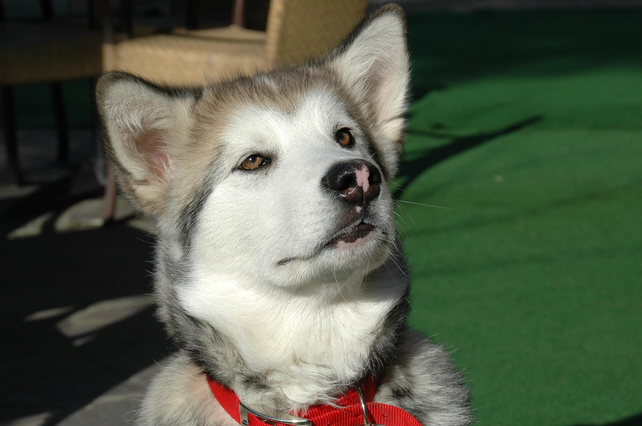 纯种阿拉斯加犬价格详解，影响因素及市场行情探讨